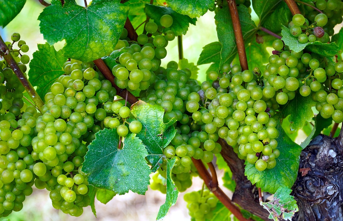 Рекомендации по глотанию виноградных косточек